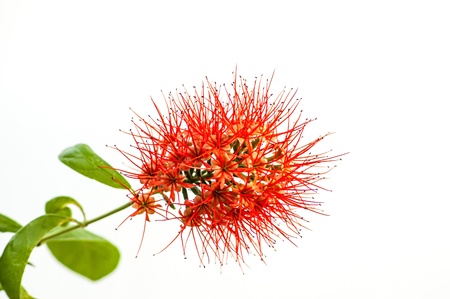 Bush willow2
