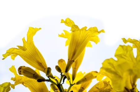 tabebuia1の写真素材