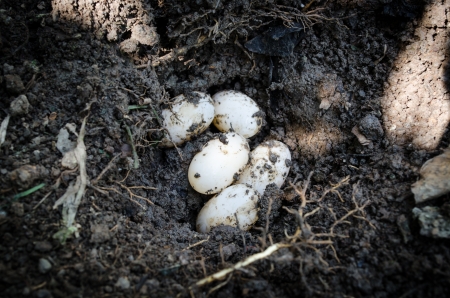 turtle eggs2の写真素材