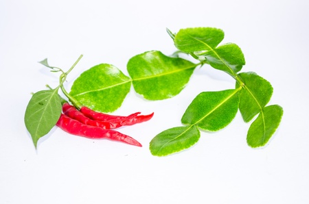 Pepper Kaffir lime leaves の写真素材