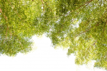 greenの写真素材