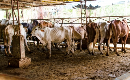 Thai Cow の写真素材