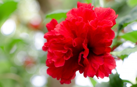 Hibiscus red