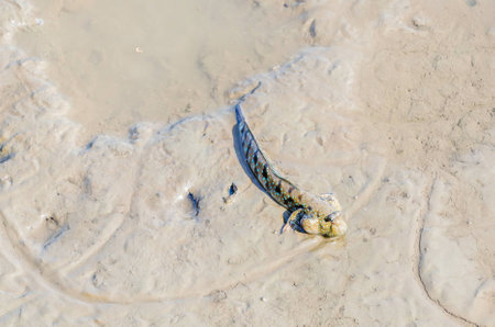 Mudskipper or Amphibious fishの写真素材