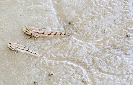Mudskipper or Amphibious fishの写真素材