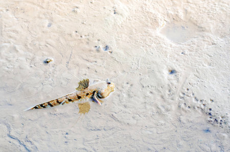 Mudskipper or Amphibious fishの写真素材