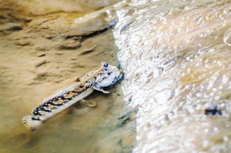 Mudskipper or Amphibious fishの写真素材
