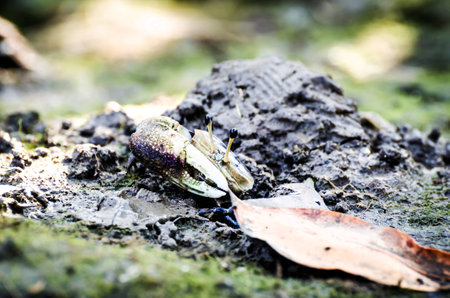 Colorful fiddler crabの写真素材