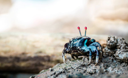 Colorful fiddler crabの写真素材