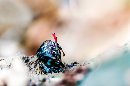 Colorful fiddler crabの写真素材