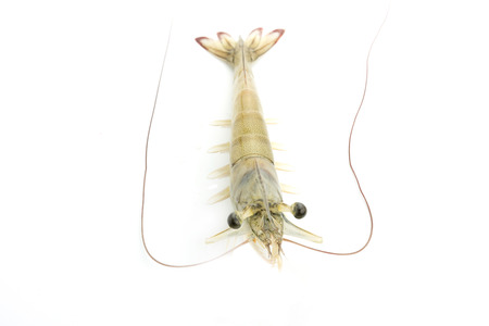 fresh Raw shrimp closeup food seafood isolatedの写真素材