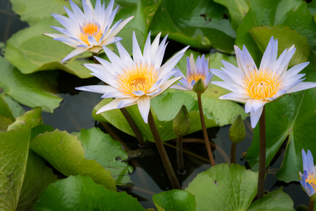 bee in purple lotus flower macro beautyの写真素材