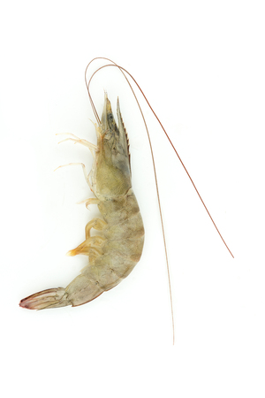 fresh Raw shrimp closeup food seafood isolatedの写真素材