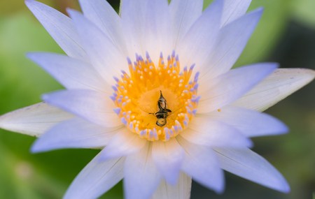 bee in purple lotus flower macro beautyの写真素材