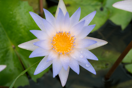 bee in purple lotus flower macro beautyの写真素材