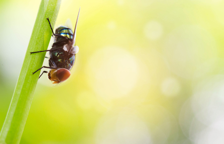 Fly macro,blow fly, carrion fly, bluebottles or cluster flyの写真素材