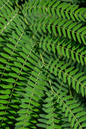 Green leaves background,(Leucaena leucocephala)の写真素材