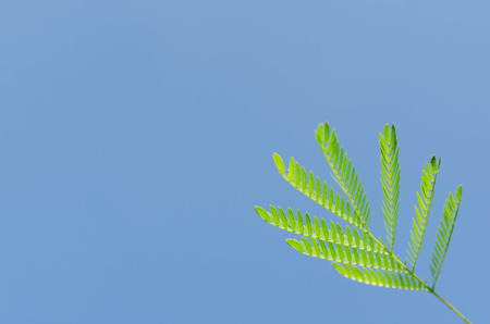 Green leaves background on blue sky,(Leucaena leucocephala)