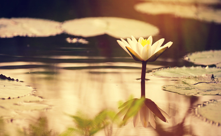 Sunshine rising lotus flowerの写真素材
