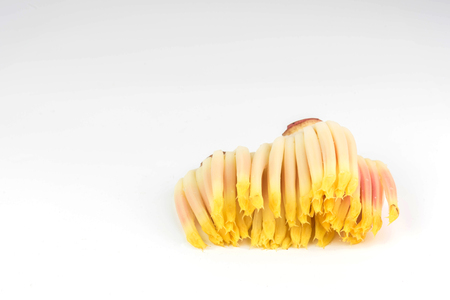 Banana blossom isolated on white backgroundの写真素材