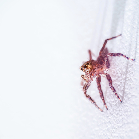 Closeup Jumping Spider on white backgroundの写真素材