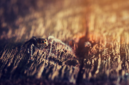Macro Jumping spider vintage toneの写真素材