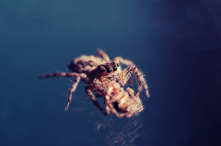 Macro Jumping spider vintage toneの写真素材