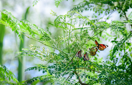 Moringa oleifera Lam with butterflyの写真素材