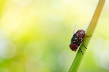 Fly macro,blow fly, carrion fly, bluebottles or cluster flyの写真素材