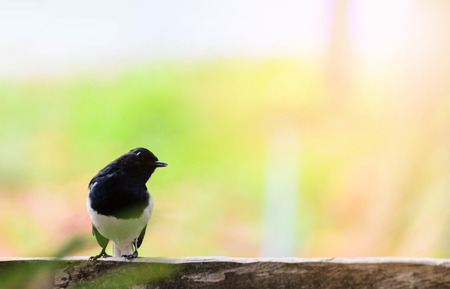 Beautiful Copsychus saularisの写真素材