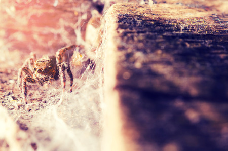  jumping spider vintage color styleの写真素材