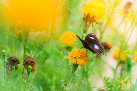 Beautiful butterfly on yellow flower,black butterfly,marigold flowerの写真素材
