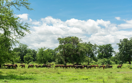 horses on the field, big and little horseの写真素材