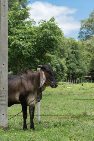 cow in thailandの写真素材