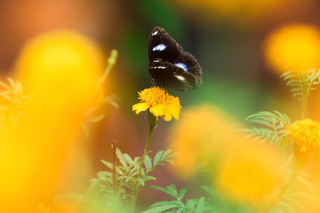 Beautiful butterfly on yellow flower,black butterfly,marigold flowerの写真素材