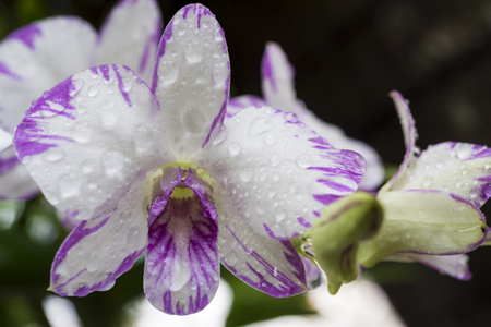 Dendrobium orchid, purple orchid flowers,Tropical flower bloom,pink orchid flower in Thailand and southeast asianの写真素材