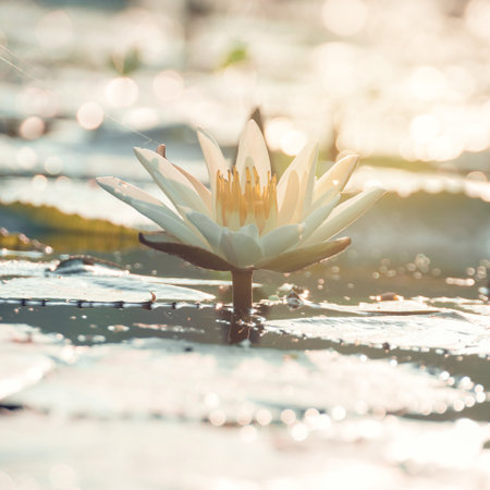 lotus flower in sunriseの写真素材