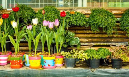 tulipの写真素材