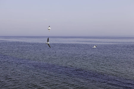 seagulls flying on Black sea, near Odessaの写真素材