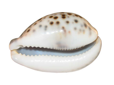 Horrible smile of shellfish isolatedの写真素材