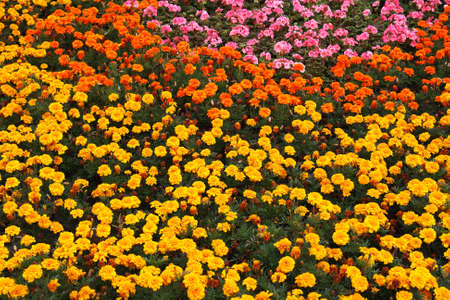 Multi-colored flowered bed in park in summer day