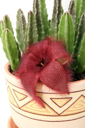 Stapelia plant in ceramic flowerpot isolated on white backgroundの写真素材