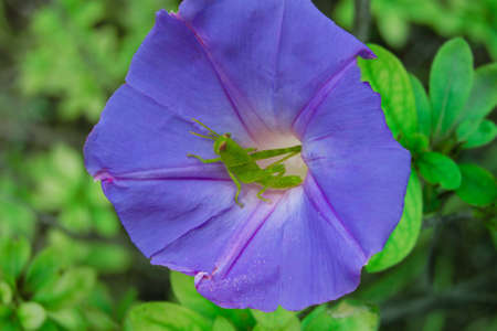 Green Grasshopper Nymph Ready to Jumpの写真素材