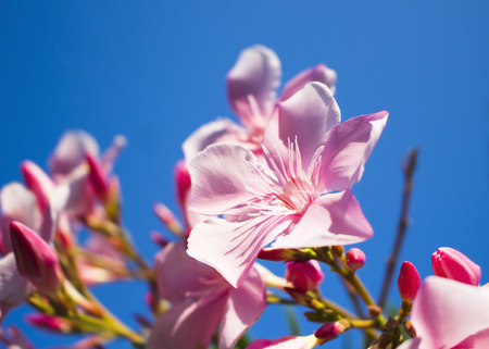 Ornamental purple flowers