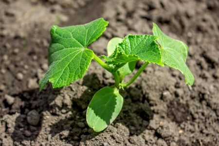 Young cucumber plant in garden.の写真素材