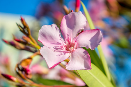 Nerium oleander. spring, sunny day.