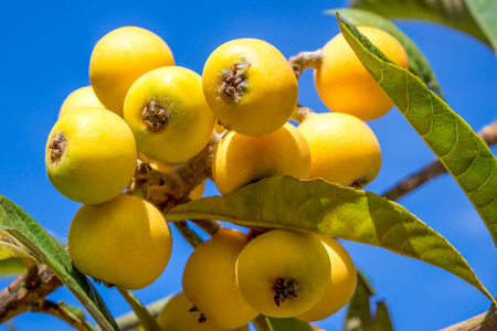 Bunch of ripe loquats in the tree.の写真素材