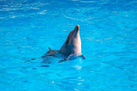 bottlenose dolphin in blue pool water.の写真素材