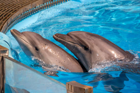 Pair of dolphins with head out of the water.の写真素材