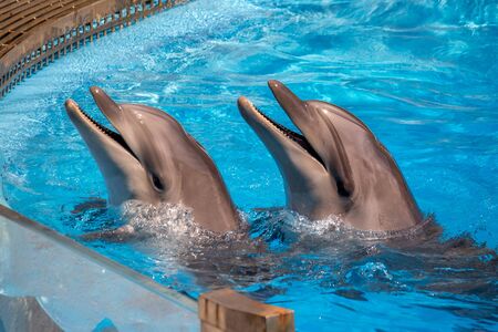 Pair of dolphins with head out of the water.